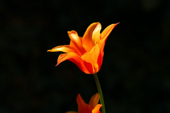 Orange Petaled Flower Photo Single Image