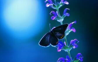 Cool Night And Blue Butterfly Flowers Wallpaper HD