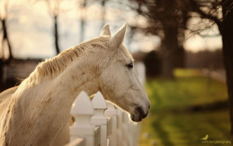 Horse Face Wallpaper