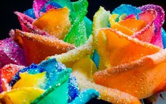 HD Wallpaper U Best Rainbow Flower