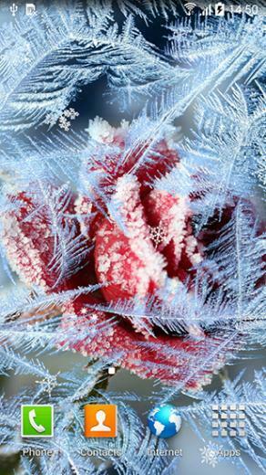 Winter Flowers Beautiful Flower With A Frozen Glass Effects