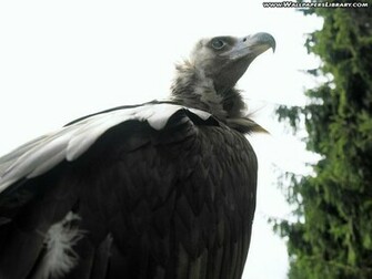 Vulture Wallpaper