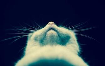 Kitty Whiskers
