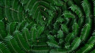 Punga Pictures Image