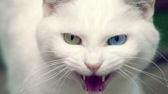 Cute Cat Teeth HD Wallpaper Natural Fashion
