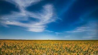 Huge Field Of Sunflowers Wallpaper And Image