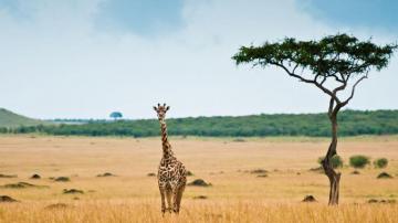 Savannah Wallpaper