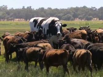 Knickers The Giant Cow Is Neither A Nor Experts Say