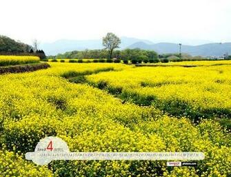 Yahoo Korea April Calendar Wallpaper Blossoming
