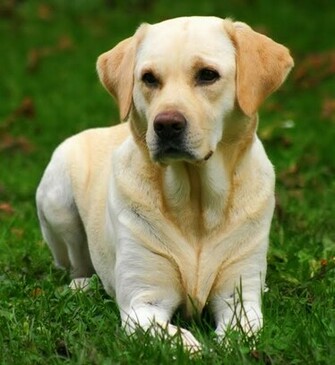 Labrador Retriever Puppies Wallpaper And Pictures