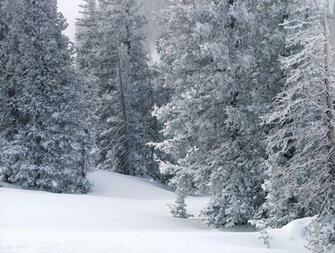 Colorado Scenes Snowy Trees Snow And More
