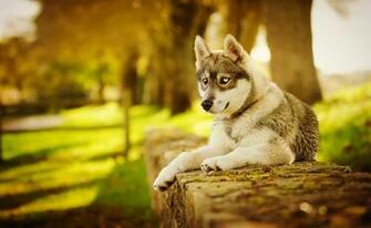 Wallpaper Husky Dog Fall