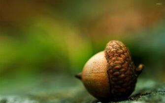 Acorn Wallpaper Photography