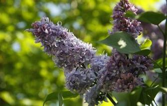 Wallpaper Nature Lilac Spring Village Plants Herbs