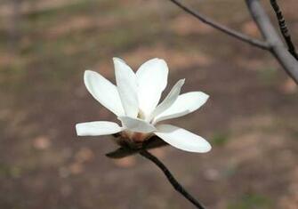 Flowers Pictures Wallpaper Magnolia Flower