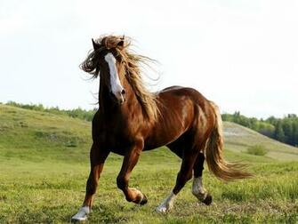 Photos Brown Horse