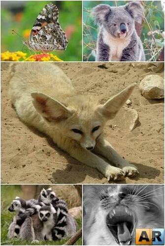 Animal Characters Vectors Arstyle Org
