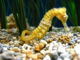Seahorses HD Wallpaper
