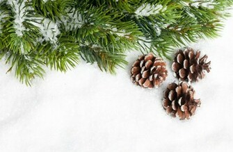 Cones Branch Needles Tree Pine Snow New Year Christmas