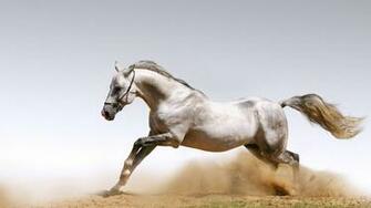 Arabian Horse Wallpaper Pictures Image