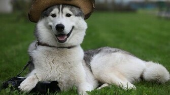 Cute Husky Puppies Pictures HD Wallpaper
