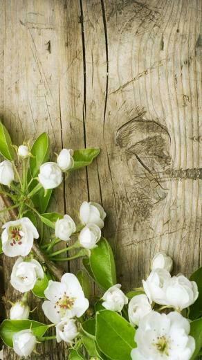 Spring Flowers Live Wallpaper Android Apps On Google Play