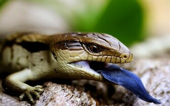 Animal Reptile Wallpaper