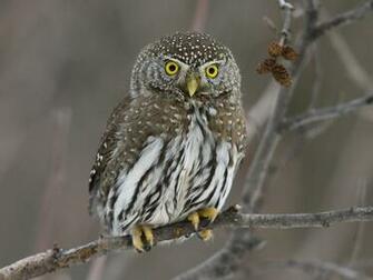 Animals Beautiful Extraordinary Wild Birds Owl Baby Picture