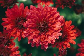 Plants That Do Well In The Cool Weather Fall Flowers