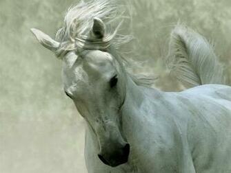 Animals Zoo Park Black Horses Horse Wallpaper For Desktop