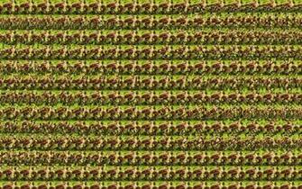 Stereogram Wallpaper