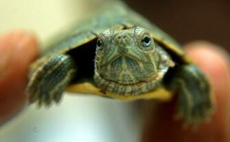Newborn Turtles Wallpaper High Quality