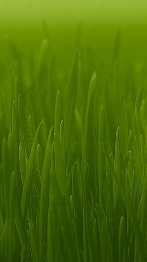Official Post Your iPhone 5s Ipod Touch 5th Gen Wallpaper