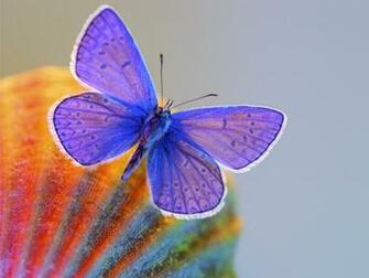 Butterfly Wallpaper HD Imagebank Biz