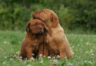 Dogue De Bordeaux Puppies HD Wallpaper Background