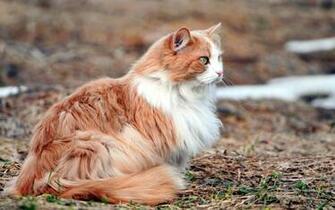 Fluffy Hairy Cat Image HD Wallpaper