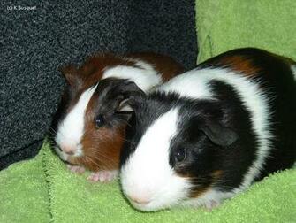 Very Sweet And Cute Animals Funny Guinea Pig Wallpaper For Widescreen