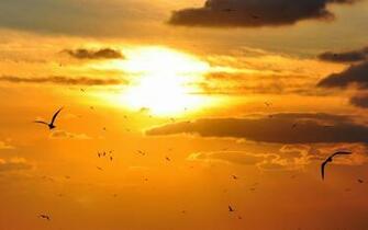 Animals Birds Sky Clouds Nature Flight Fly Wings Feathers Sun Sunlight