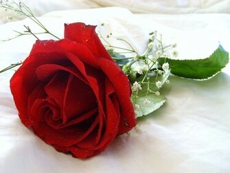 Beautiful Flower Wallpaper For You Flowers