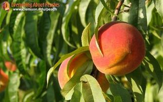 Everything About Peaches Wallpaper S