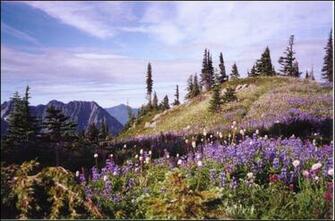 Rainiers Wildflowers Beautiful Mountain Wallpaper