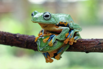 Frog 4k Ultra HD Wallpaper