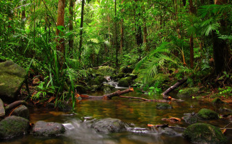 Rainforest Wallpaper Lockscreen