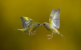 Flying Birds HD Wallpaper