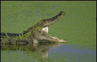Alligator HD Wallpaper