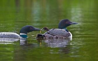 Loons On A Lake Wallpaper Image