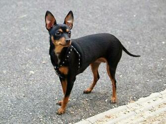 Miniature Pinscher Puppies Desktop Wallpaper