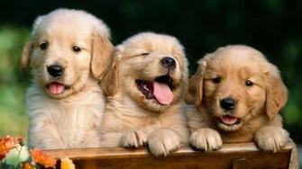 Imageci Cute Animals Wallpaper HD Html