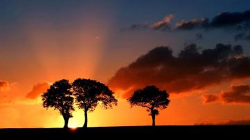 Beautiful Tree Silhouette