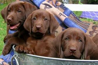 Labrador Retriever Puppies HD Pictures Image Wallpaper